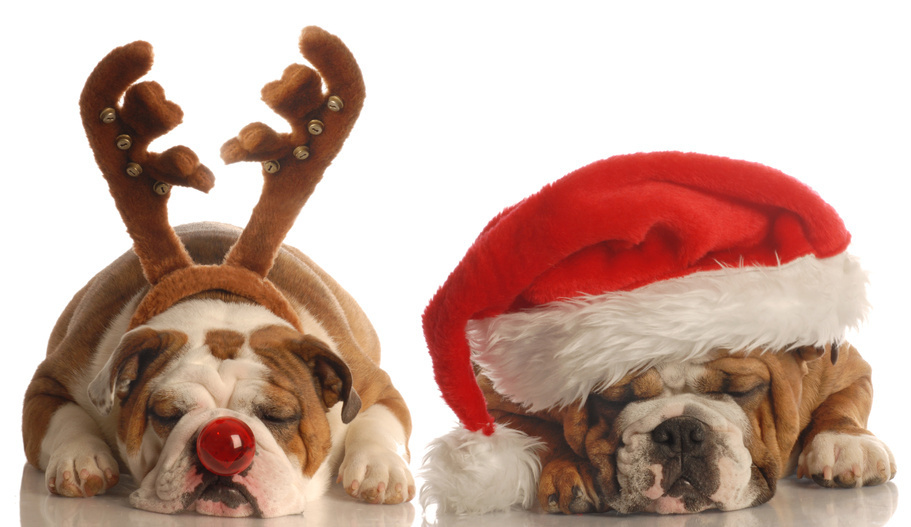 holidays with dogs pictures on puppy and merry holidays with dogs pictures on puppy and merry